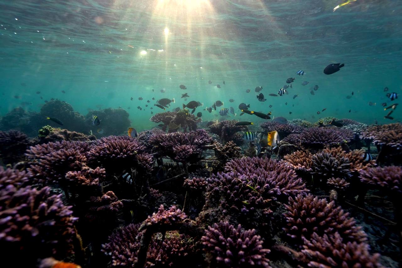 International Coral Reef Initiative nations commit $12bn to save imperiled coral reefs 